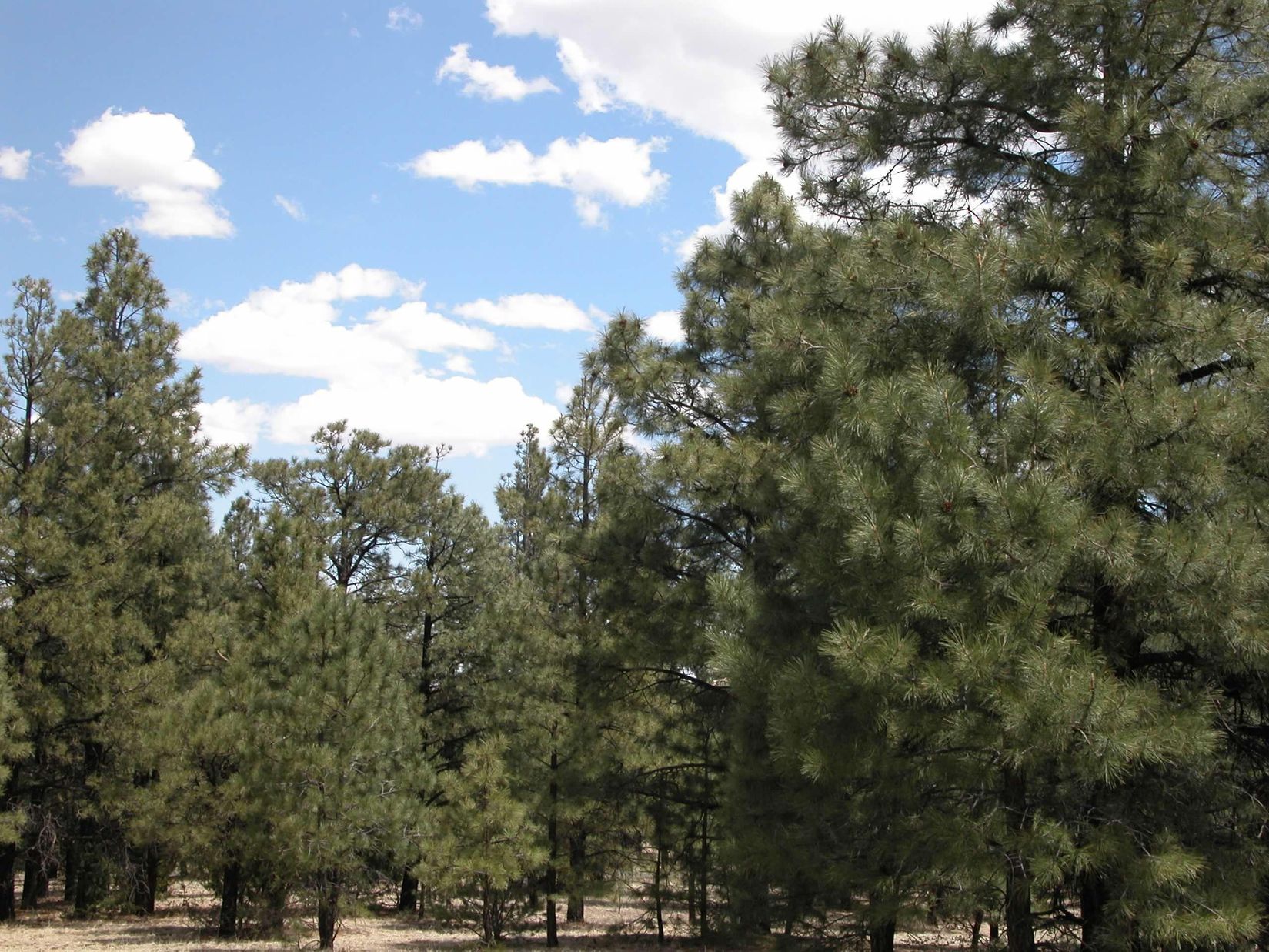 Apache County