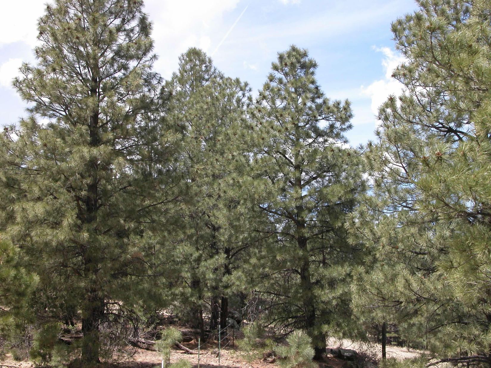 Apache County