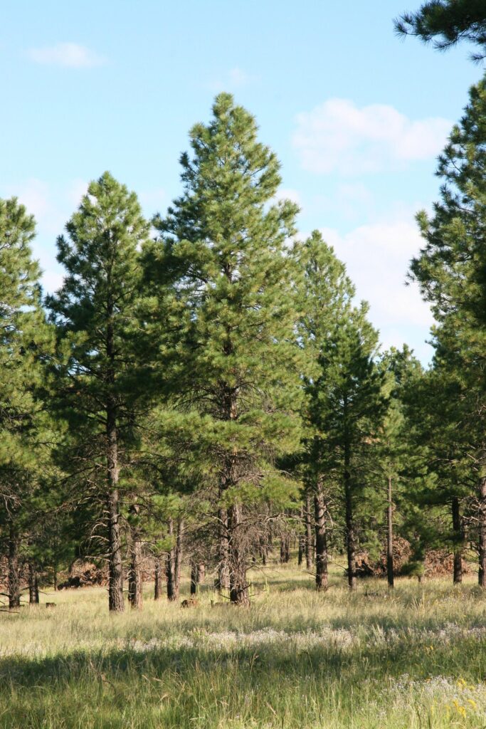 Apache County