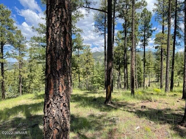 Forested High County