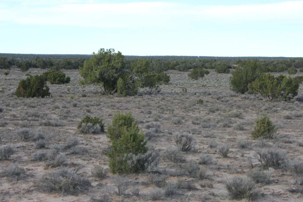 36 Acres SELLER FINANCING