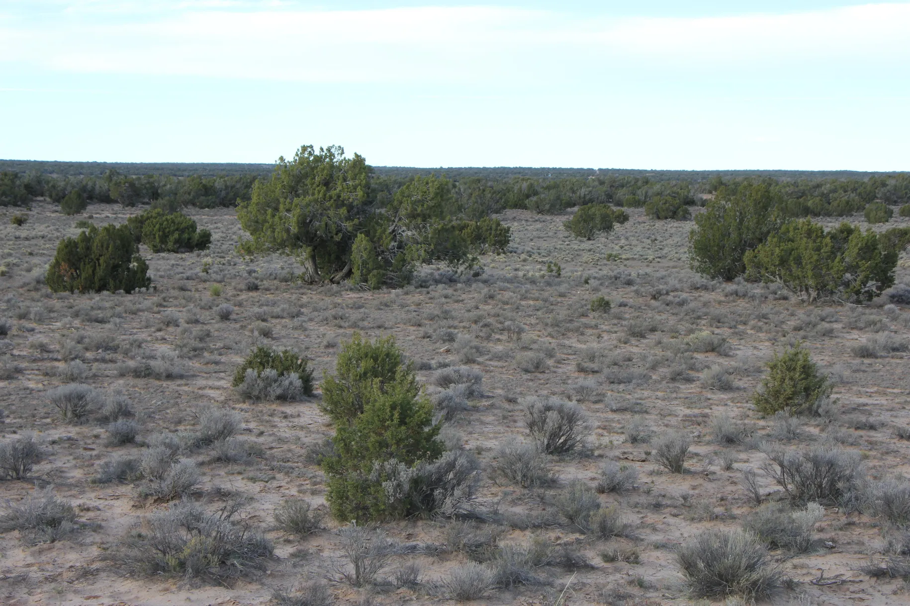 1-5844672809 36 Acres SELLER FINANCING