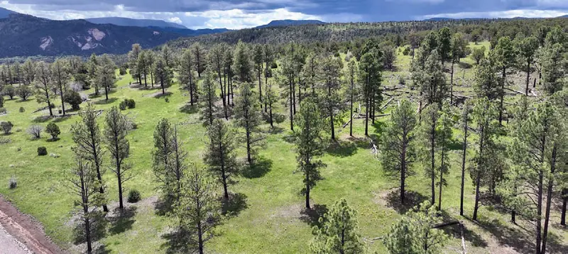 Arizona pine forest near Nutrioso
